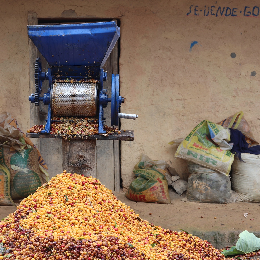 Café do Peru | Llanos y Vecinos 8 Café de Especialidade do Peru Llanos y Vecinos