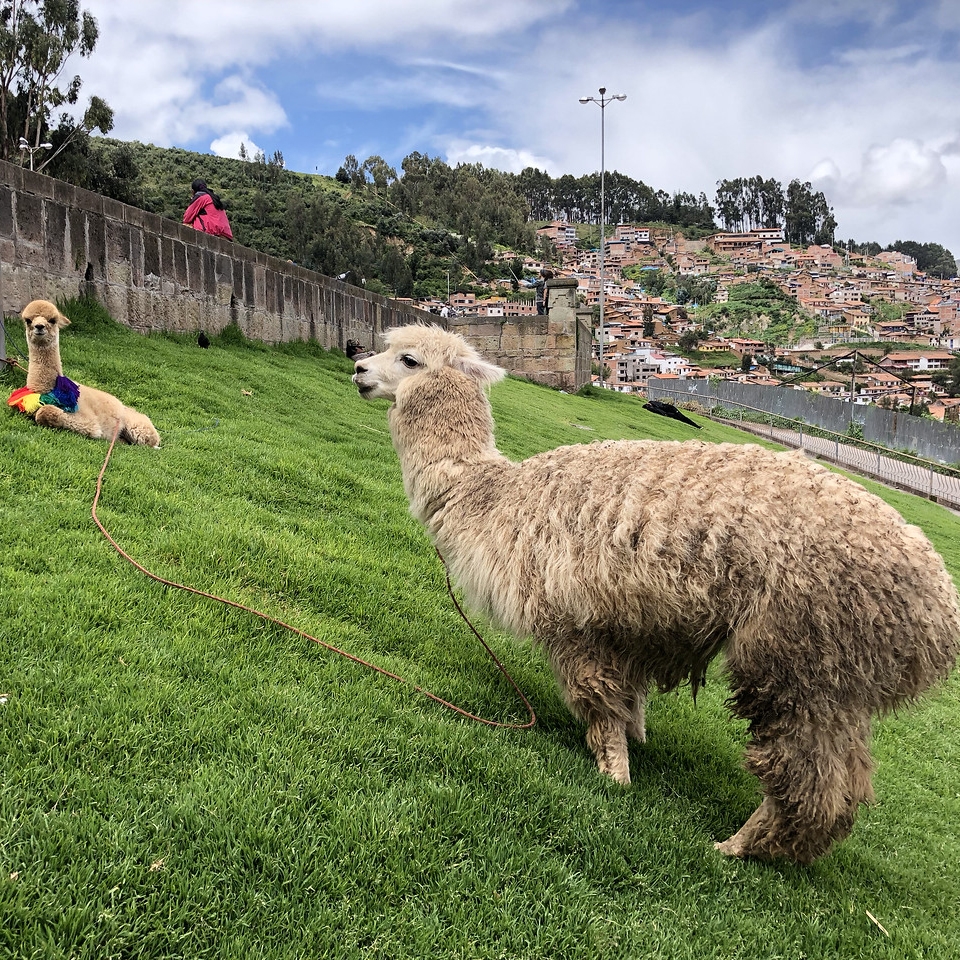 Café do Peru | Llanos y Vecinos 4 Café de Especialidade do Peru Llanos y Vecinos