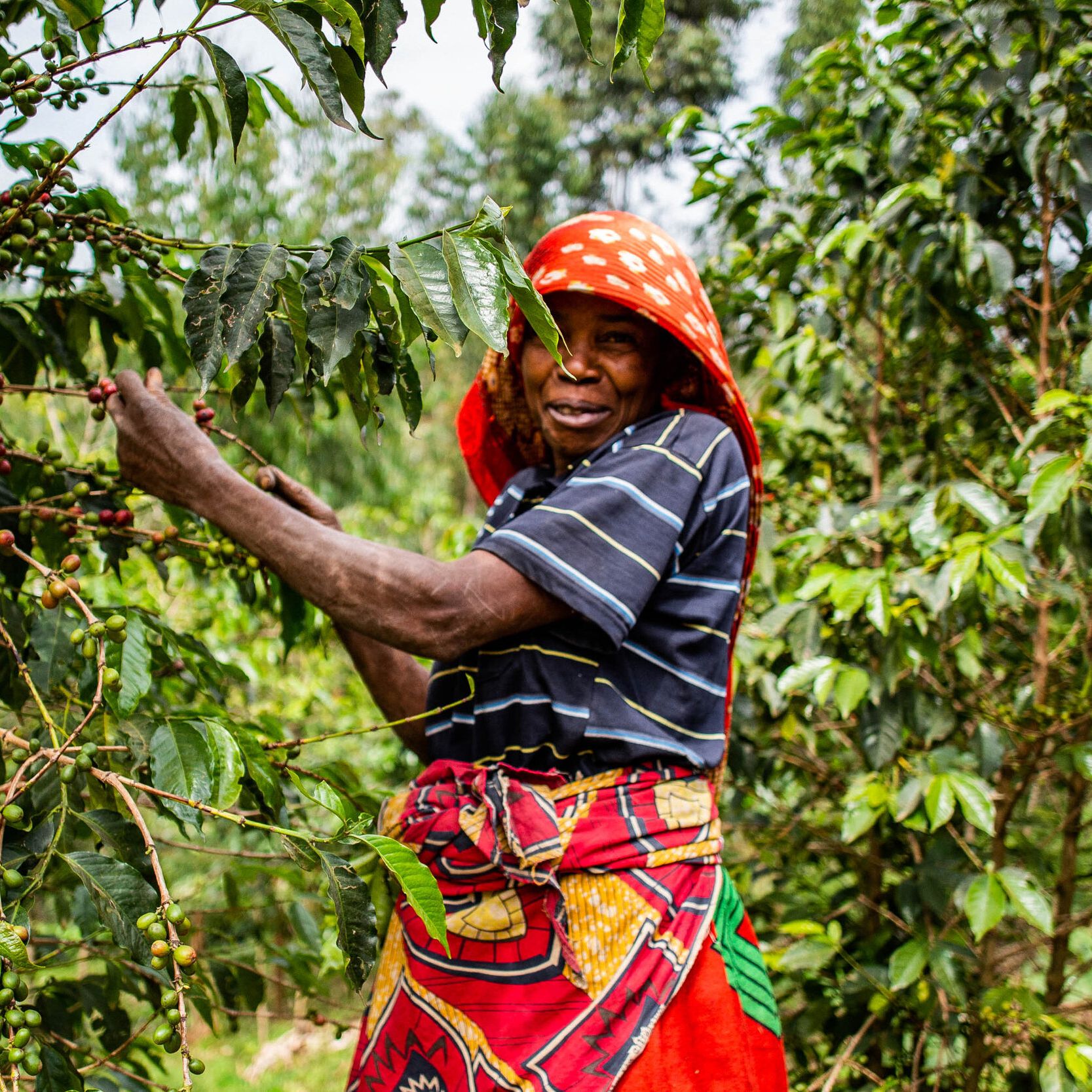 Café do Burundi | Ruvubu 3 Café de Especialidade do Burundi - Ruvubu