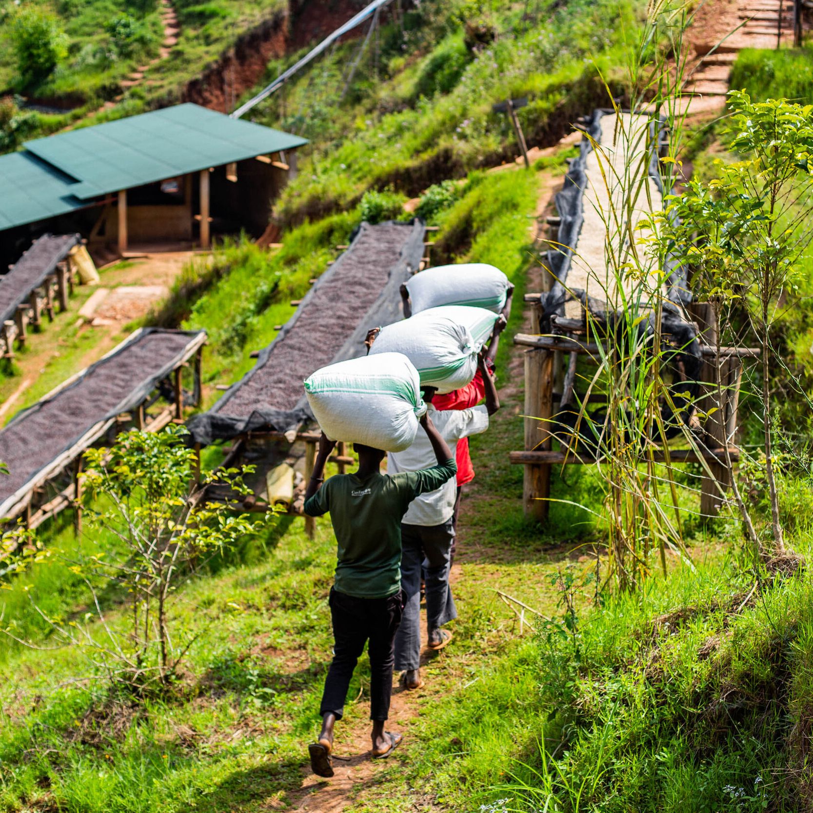Café do Burundi | Ruvubu 6 Café de Especialidade do Burundi - Ruvubu