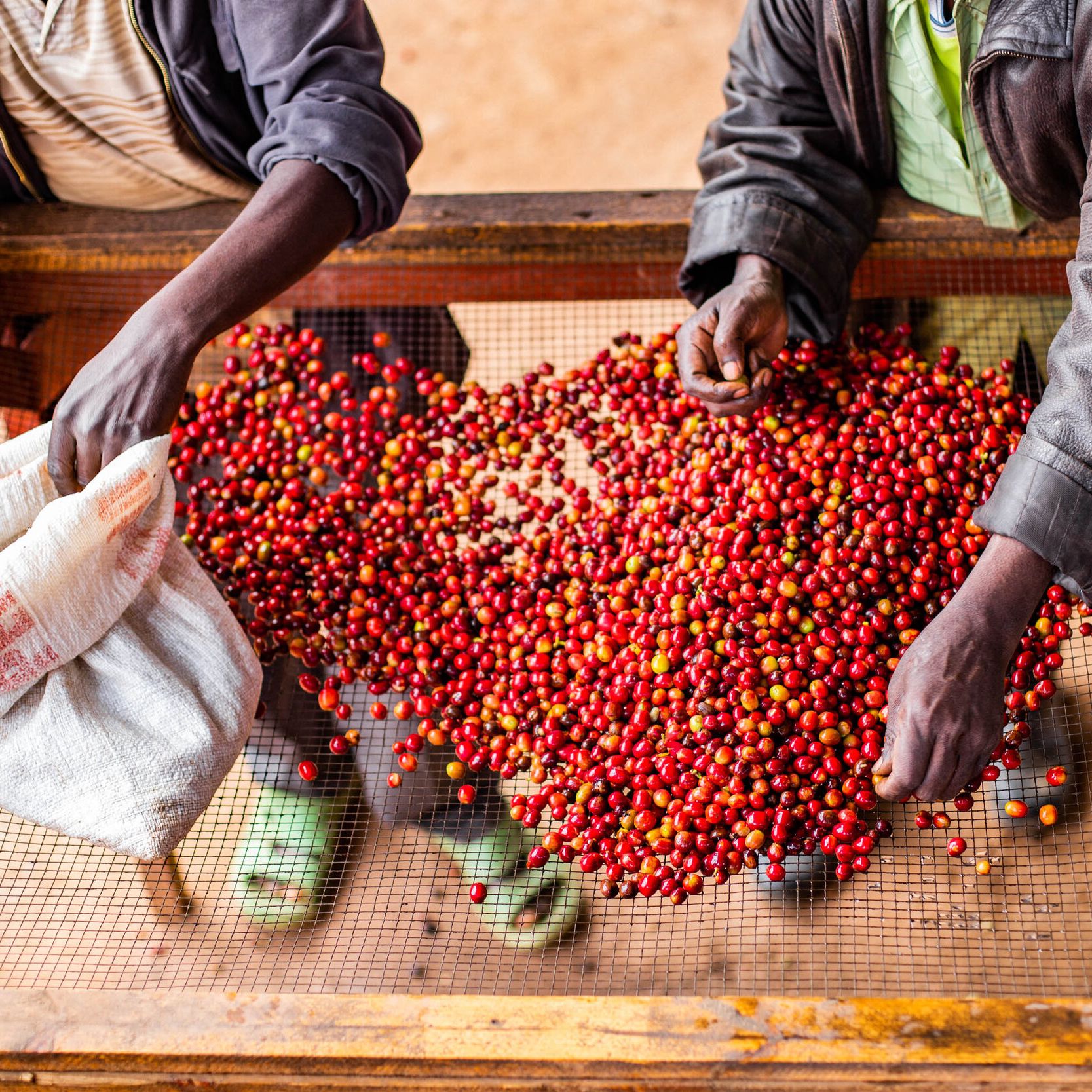 Café do Burundi | Ruvubu 5 Café de Especialidade do Burundi - Ruvubu