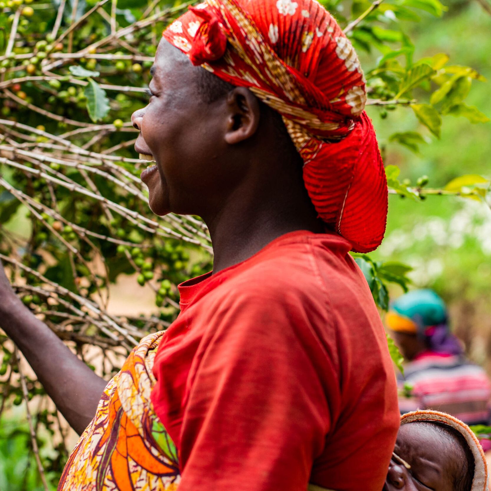 Café do Burundi | Ruvubu 4 Café de Especialidade do Burundi - Ruvubu