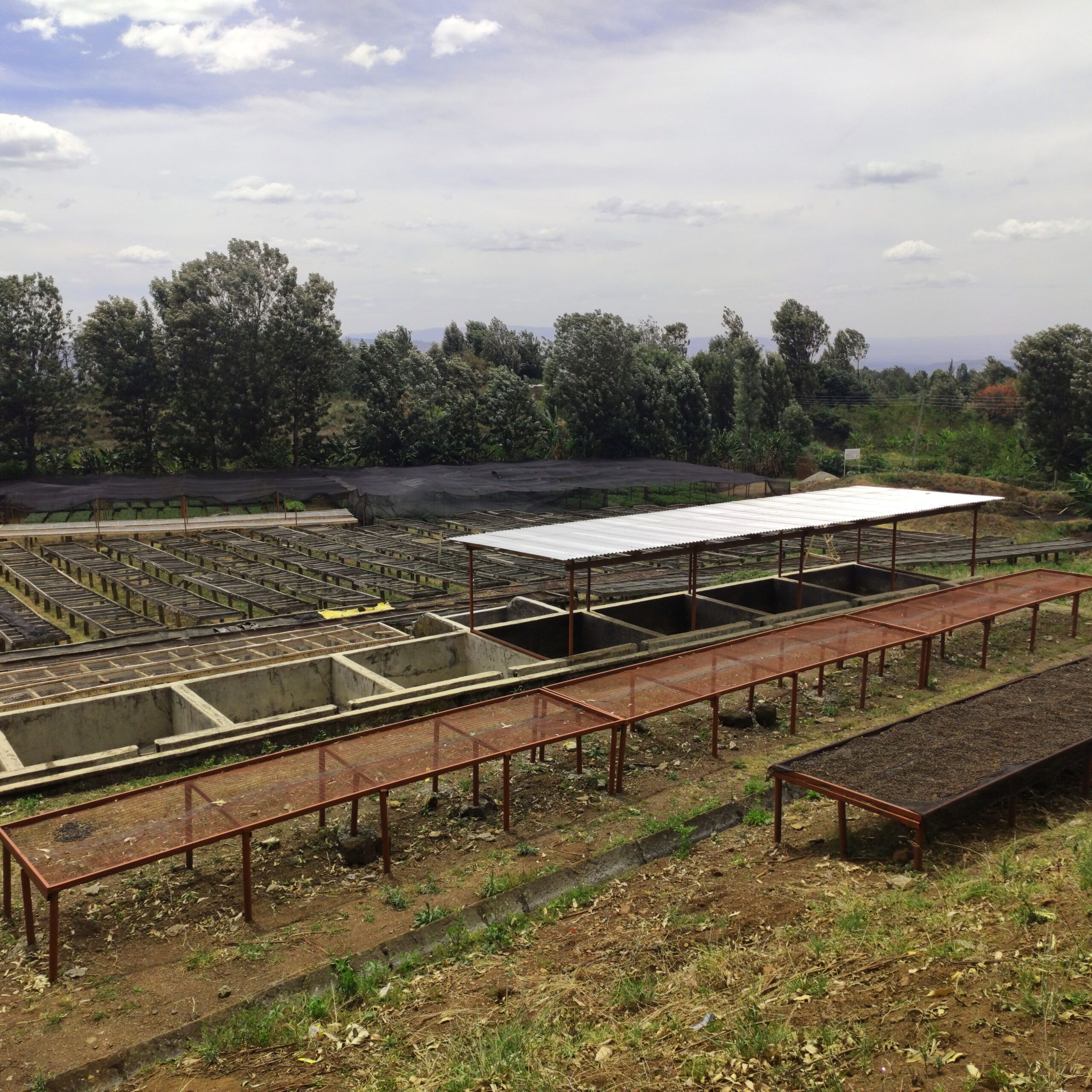 Café da Etiópia | Wolaita 7 Café de Especialidade da Etiópia - Wolaita