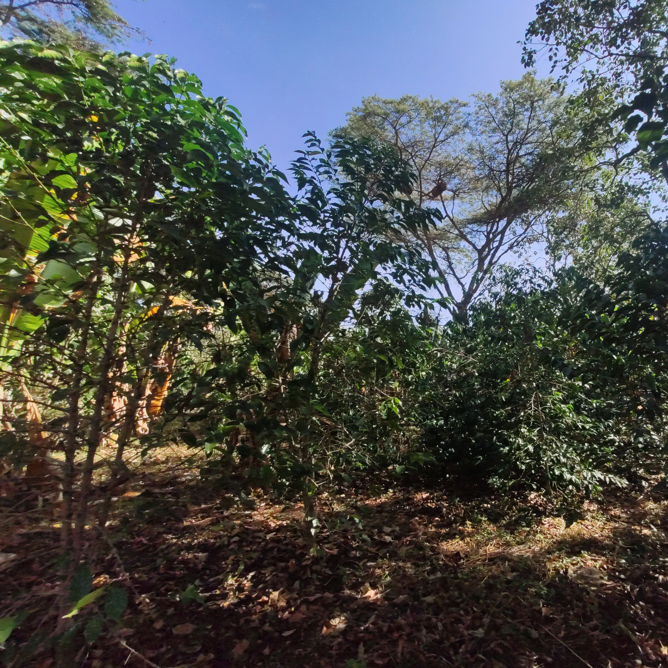 Café da Etiópia | Wolaita 8 Café de Especialidade da Etiópia - Wolaita