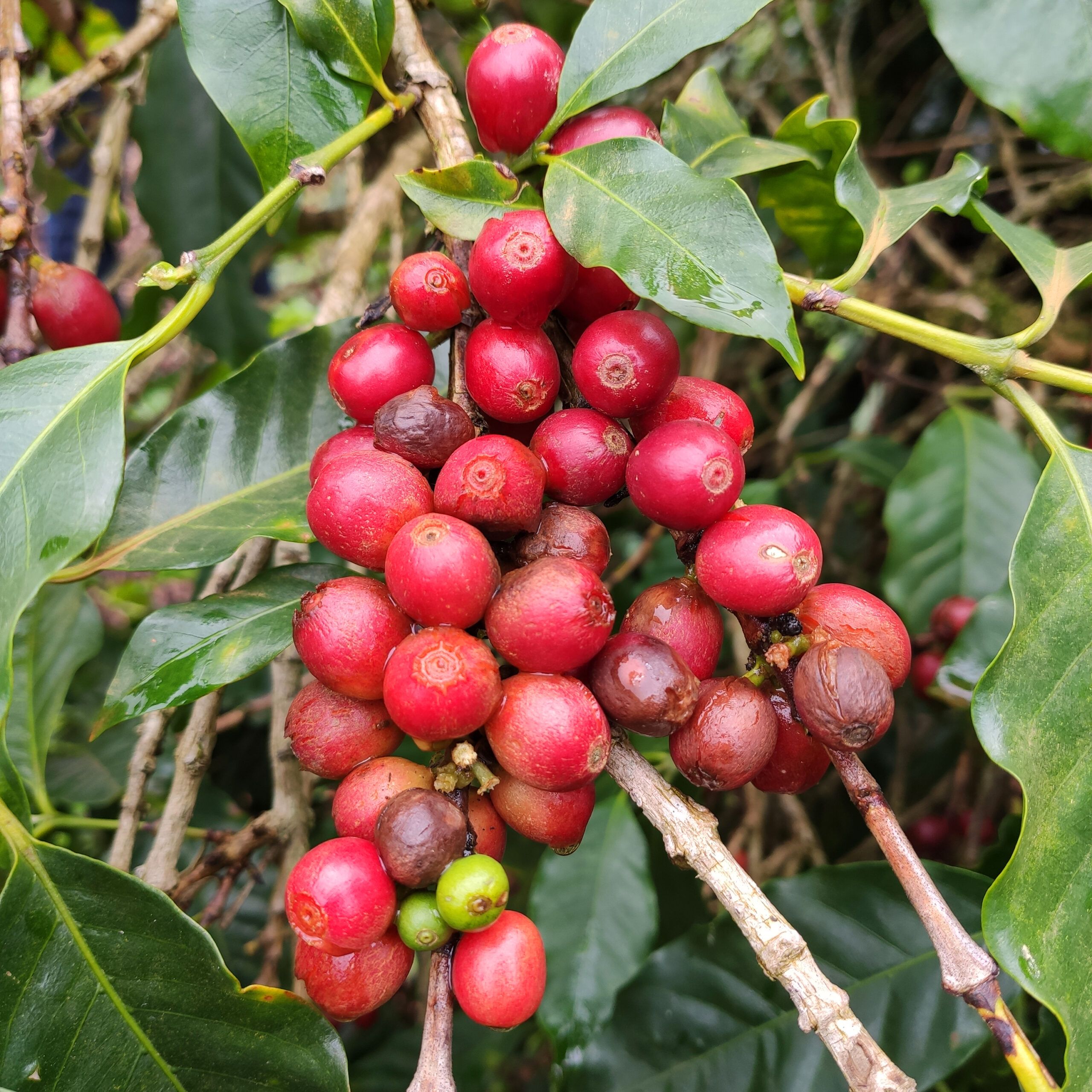 Café da Colômbia | Luz Helena 5 Café de Especialidade da Colômbia - Luz Helena