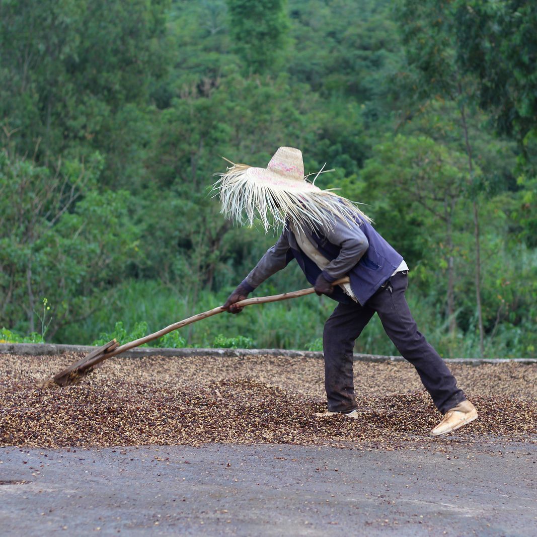 Café da Etiópia | Wolaita 6 Café de Especialidade da Etiópia - Wolaita