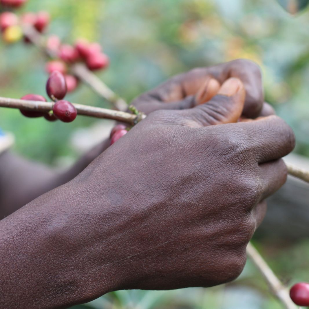 Café da Etiópia | Wolaita 4 Café de Especialidade da Etiópia - Wolaita
