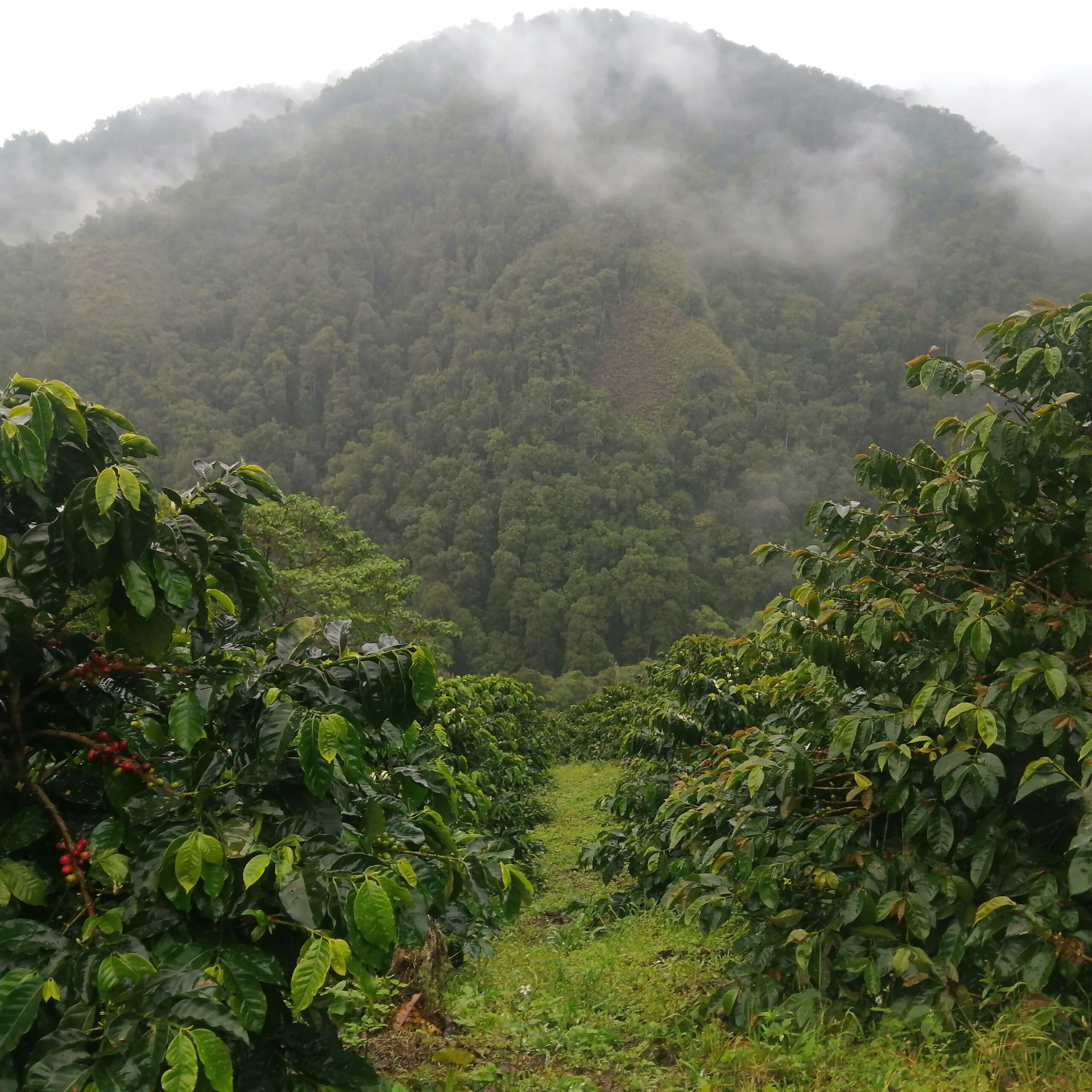 Café da Colômbia | Luz Helena 4 Café de Especialidade da Colômbia - Luz Helena