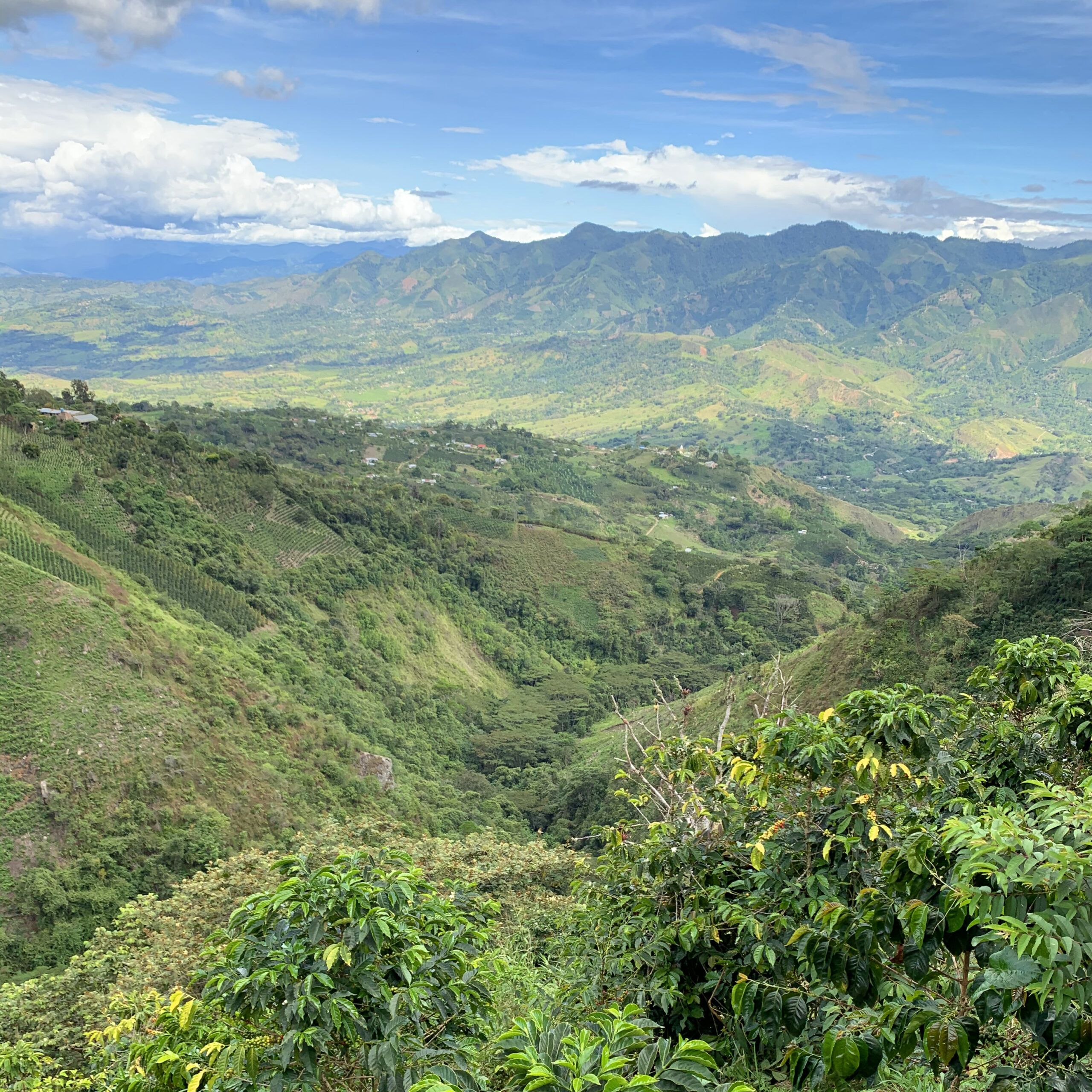 Café da Colômbia | Luz Helena 7 Café de Especialidade da Colômbia - Luz Helena