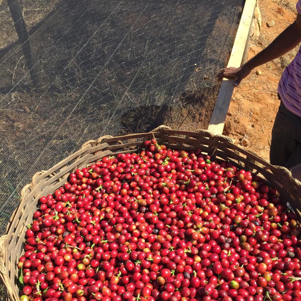 Café da Colômbia | Luz Helena 6 Café de Especialidade da Colômbia - Luz Helena