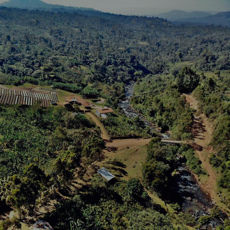 Café da Etiópia | Wolaita 3 Café de Especialidade da Etiópia - Wolaita